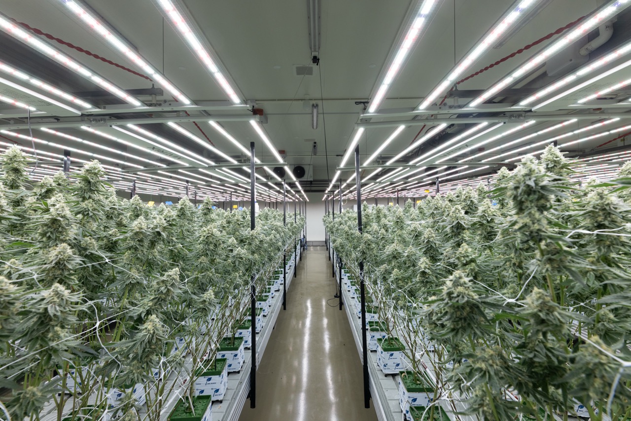 Grown and processed under GACP-certified standards