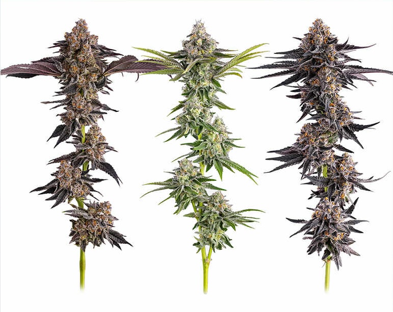 Focused on clean, safe, and consistent cultivation